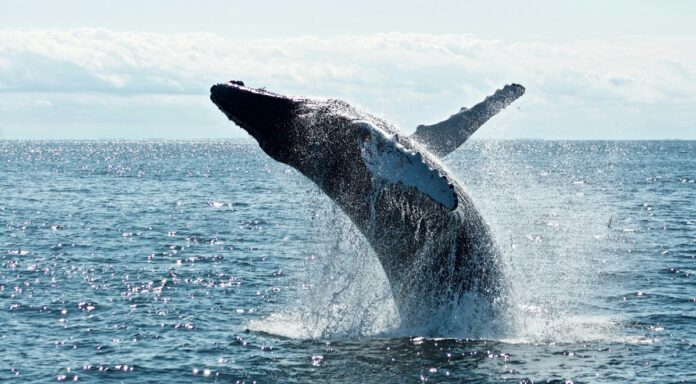 ballena